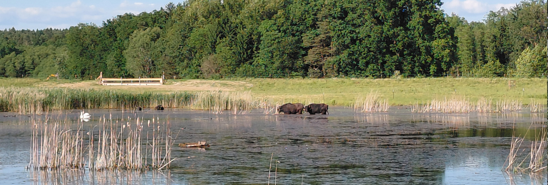 Renaturierungsflächen entlang der S7 mit Wildtierquerungen, Gewässerschutzanlagen und nachhaltiger Infrastruktur